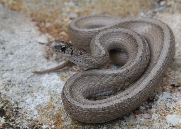 DeKay's Brown Snake